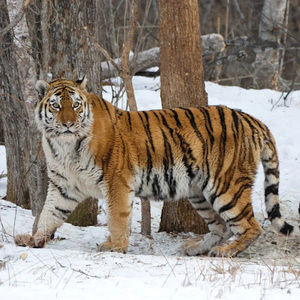 Meet your Posher, Grant